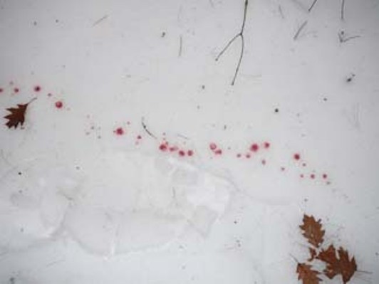 blood trail in snow